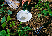 Cup as a beer trap against snails in the vegetable patch