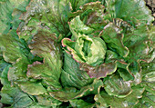 Salad Batavia 'Red Rossia' (Lactuca)