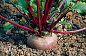 Beetroot (Beta vulgaris) in the vegetable garden