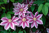 Clematis 'Dr Ruppel' (Waldrebe)