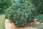Pinus pumila 'Compact' (Zwergkiefer) im Kiesbeet