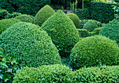 Buxus topiary-box cut into different shapes