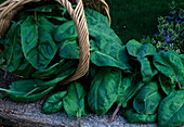 Spinach oleracea