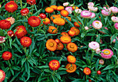 Helichrysum bracteatum 'Tom Pouce' Mix (Strawflower)