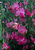 Lathyrus odoratus Mammouth 'Pink' (sweetpea)