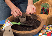 Sowing Summer Flowers - Laying the seeds in the Jiffy pots