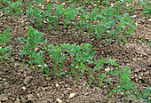 Daucus carota (carrot)