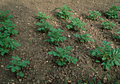 Soil aeration in potato planting - before soil loosening