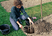 Planting raspberry bush - covering the roots with better soil