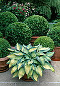 Pot garden with Hosta hybrid 'June' and Buxus in terracotta pots