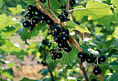 Ribes nigrum 'Lissil' (blackcurrant)
