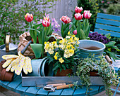 Arbeitstisch: Tulipa (Tulpen)