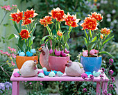 Tulipa (gefüllte Tulpen)