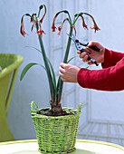 Further cultivation of Amaryllis