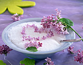 Syringa vulgaris (lilac)