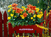 Tulipa (gefüllte, gelbe und orange Tulpen)