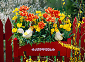 Tulipa (gefüllte, gelbe und orange Tulpen)