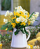 Narcissus hybrids (Daffodils)