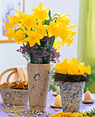Narcissus hybrids (Daffodils)