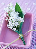 Syringa (white lilac)