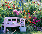 Pink wooden bench in front of colorful bed with Dahlia (Dahlia)