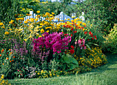 Spice up a yellow bed with colorful perennials