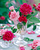 Rosa (pinke und rosa Rosen)