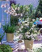 Agapanthus (white lily)