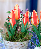 Tie tulip flower heads with ribbon so they do not bloom