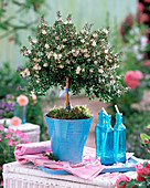 Myrtus communis (bridal myrtle)