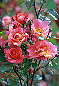 Rosa 'Paul Cezanne' (painter's rose)