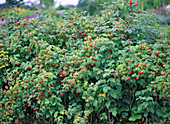 Rubus 'harvest blessing' (raspberry)