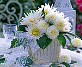 Dahlia (white dahlias) in metal pot
