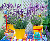 Lavandula 'Munstead' (lavender)
