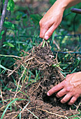 Excavate Elymus (Wheatgrass)