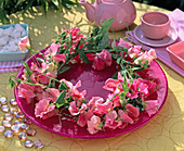 Pink vetch wreath
