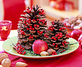 Pinus pinea (pine), cones decorated with berries of Ilex