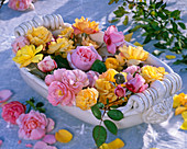 Rosa (Rosen) in rosa und gelb in weißer Porzellanschale