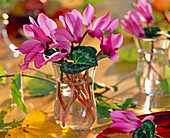 Cyclamen (Alpenveilchen), Blüten und Blätter im Glas