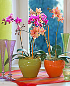 Phalaenopsis (Malayenblume, Schmetterlingsorchidee) pink und orange