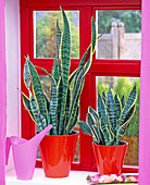 Sansevieria trifasciata in red pots, pink watering can