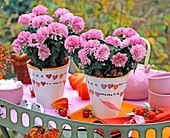 Chrysanthemum Dreamstar ' Macau ' (Herbstchrysantheme), Minis in weißen Töpfen