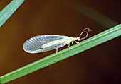 Lacewing on a blade of grass