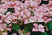 Rosa Blüten von Cornus kousa ' Satomi ' (Blumenhartriegel)