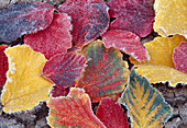 Laub mit Herbstfärbung von Hamamelis (Zaubernuss) im Rauhreif