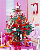 Picea omorica (Omorica spruce) as a living Christmas tree