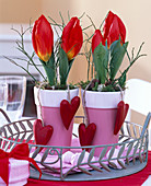 Tulipa-Hybride 'Red Paradise' (Tulpe) in rosa Töpfen