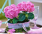 Hydrangea (Pink Hydrangea) in enameled bowl