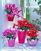 Rhipsalidopsis (Easter cactus) in red and pink