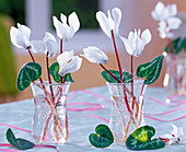 White cyclamen with silver wire as a plug-in aid